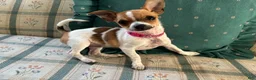 Chihuahua dogs for sale: ♡ Bobbi Girl ♡  - Ad 3