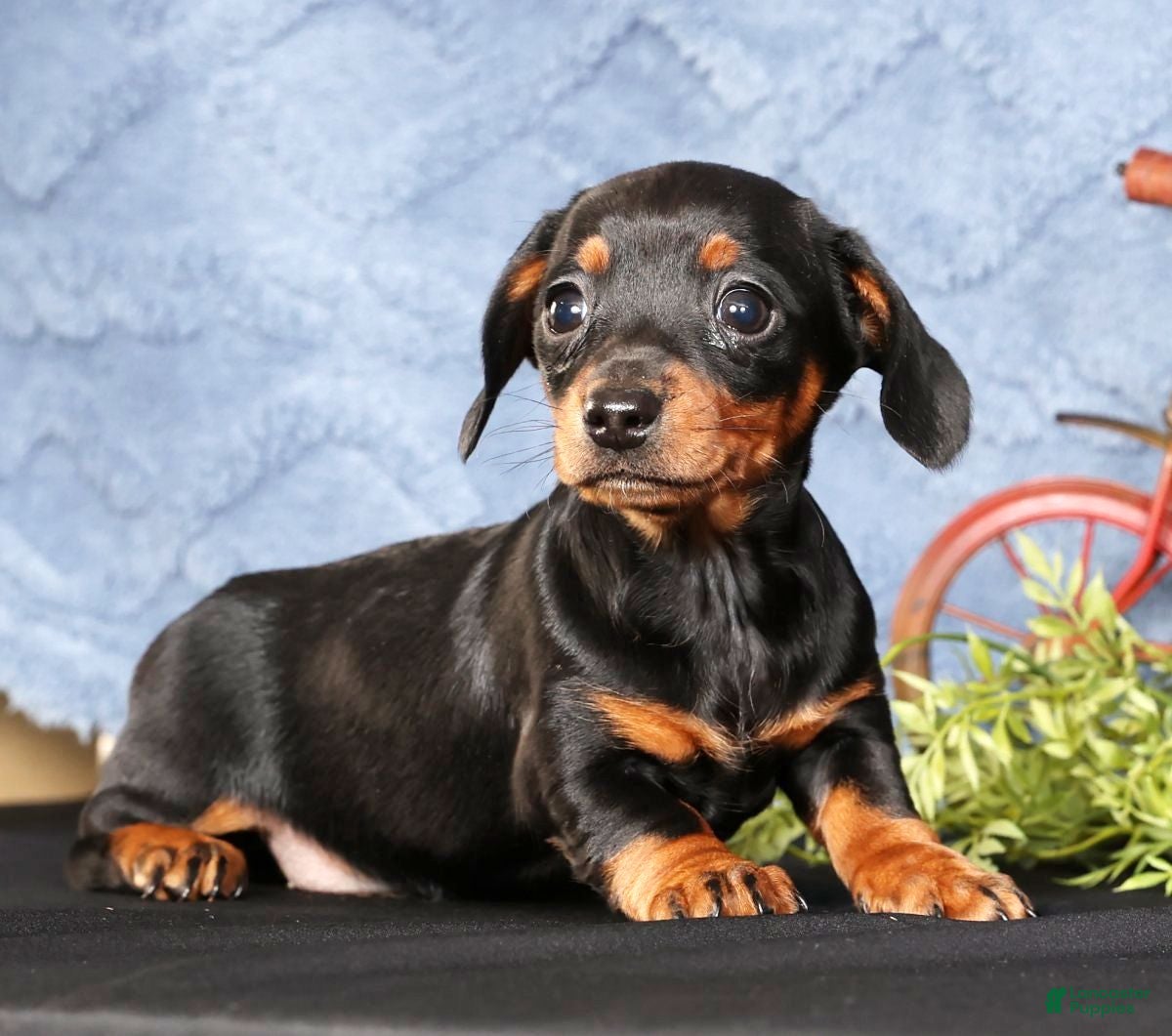 Miniature Dachshund dogs Noel - Ad 7