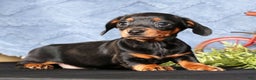 Miniature Dachshund dogs for sale: Noel - Ad 1