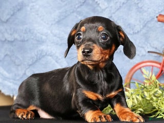 Miniature Dachshund dogs Noel - Ad 1
