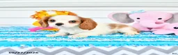 Cavalier King Charles Spaniel dogs for sale: Rosalie - Ad 4