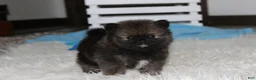 Pomeranian dogs for sale: Buttons  - Ad 3