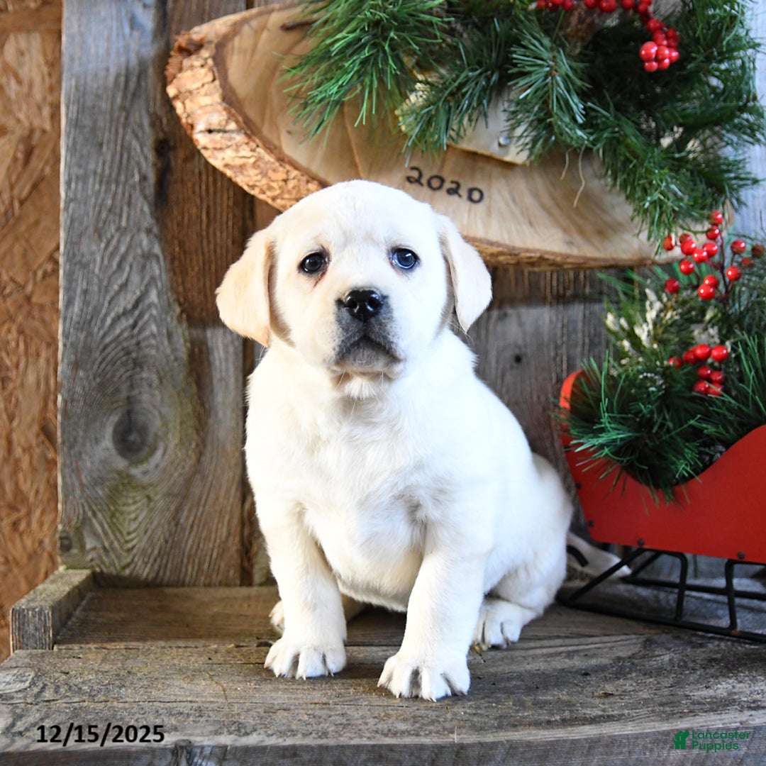 Labrador Retriever dogs for sale: Stacy - Ad 2