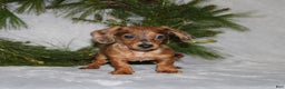 Miniature Dachshund dogs for sale: Coco - Ad 12