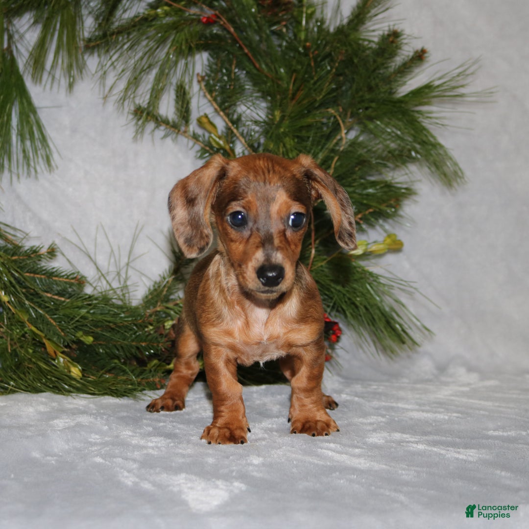 Miniature Dachshund dogs for sale: Coco - Ad 12