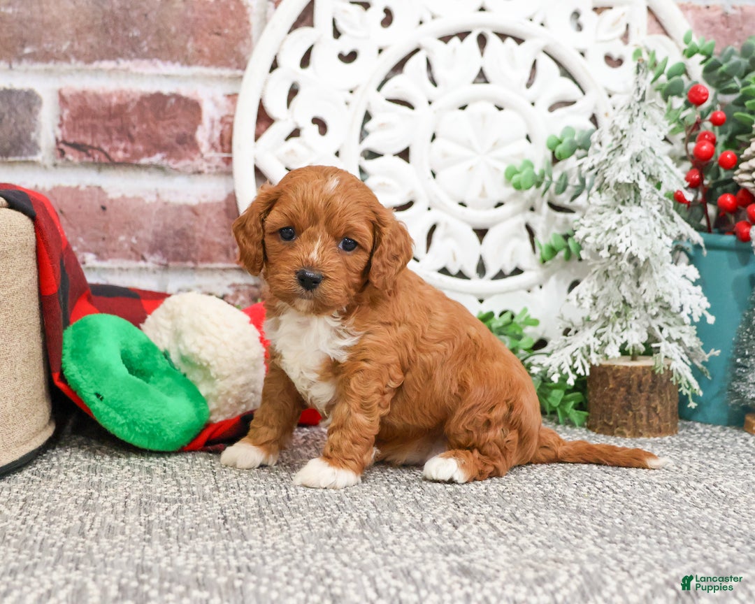 Cavapoo dogs for sale: Blair - Ad 5