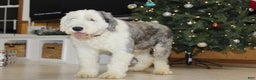 Old English Sheepdog dogs for sale: AKC Misty - Ad 5
