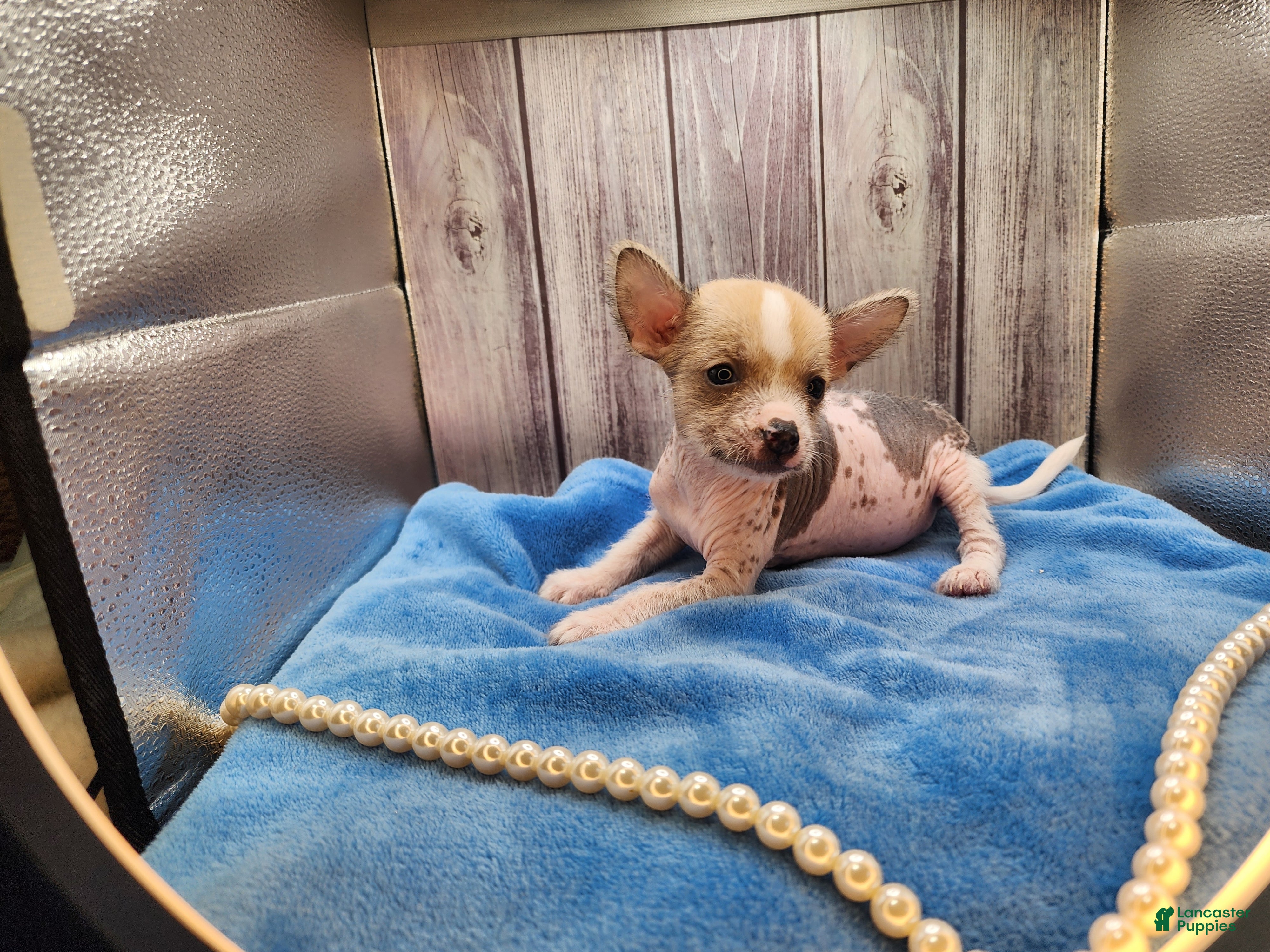 Mixed Breed dogs Beethoven - Ad 39