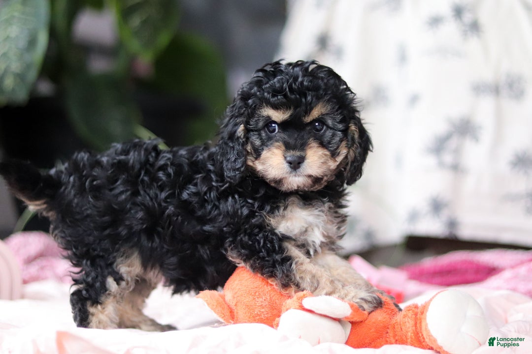 Cavapoo dogs for sale: Blaire - Ad 6