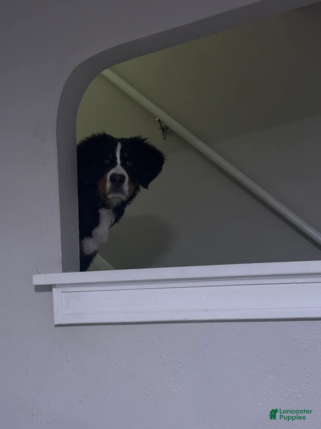 Bernese Mountain Dog dogs for sale: Bernese Mountain Dog 1 - Ad 2