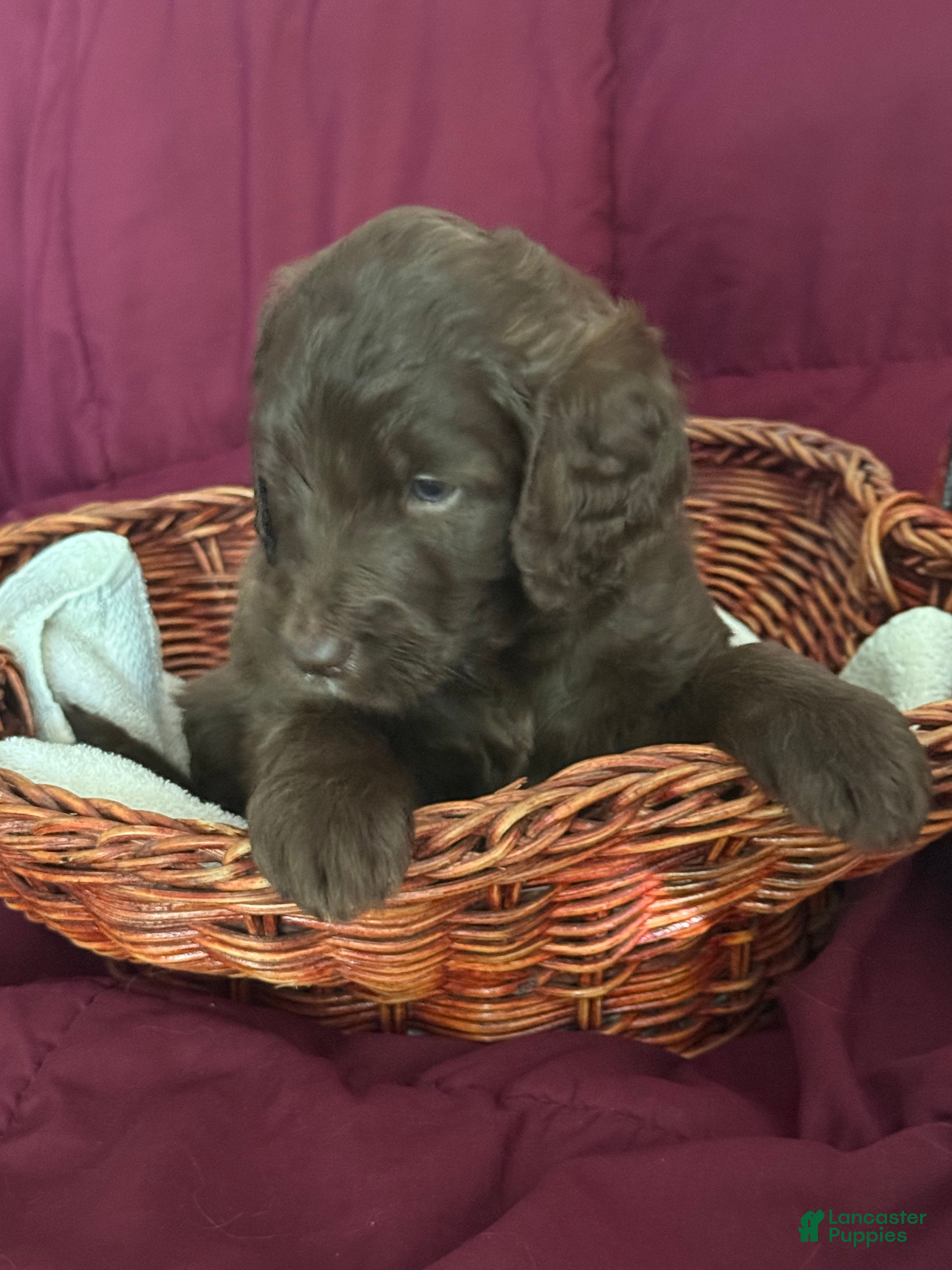 Goldendoodle dogs Green - Ad 1