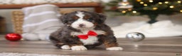 Mini Bernedoodle dogs for sale: Theo - Ad 5