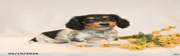 Miniature Dachshund dogs for sale: Blossom - Ad 4