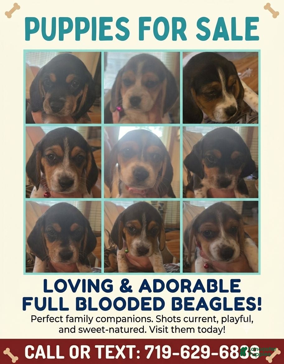 Beagle dogs Beagle 4 - Ad 19