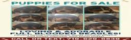 Beagle dogs for sale: Beagle 4 - Ad 1