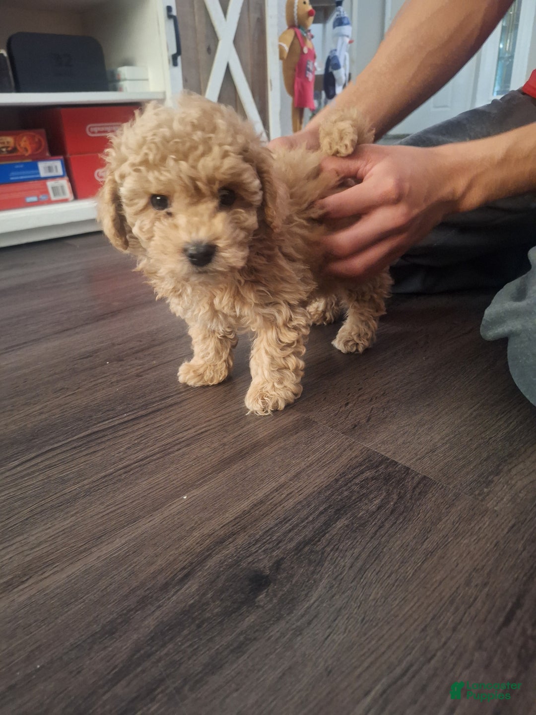 Toy Poodle dogs for sale: Brownie  - Ad 5