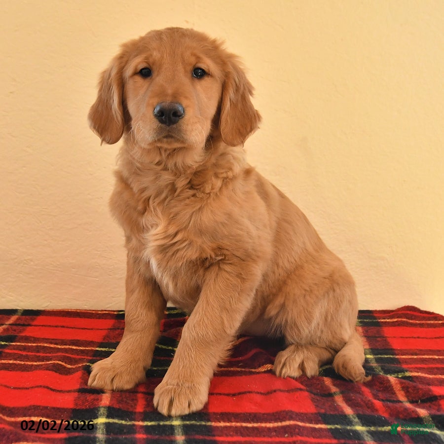 Golden Retriever dogs Rhoda - Ad 22