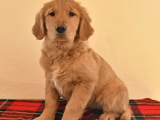 Golden Retriever dogs Rhoda - Ad 22