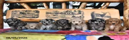 Miniature Poodle dogs for sale: Callie - Ad 5