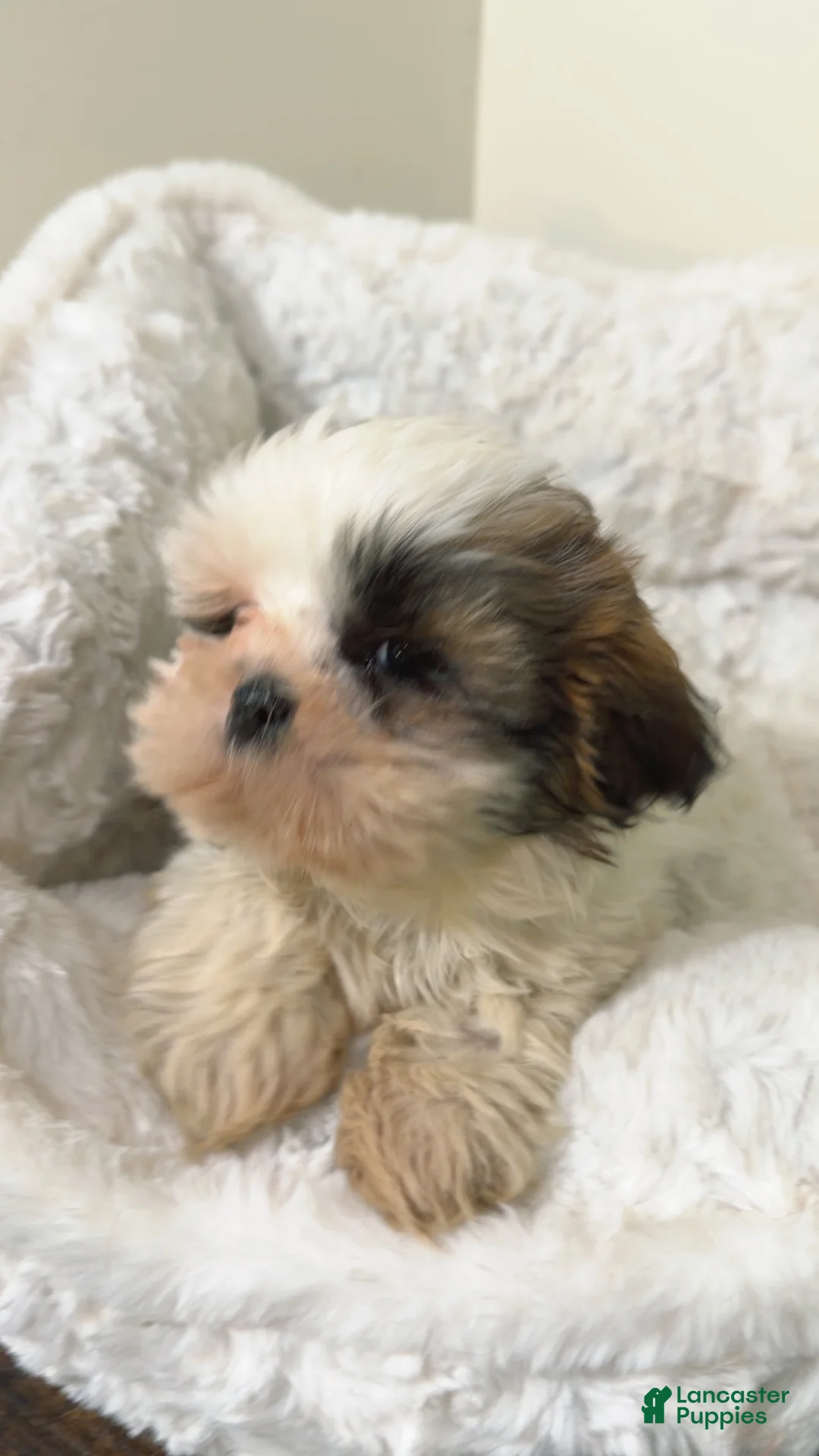 Shih Tzu dogs for sale: Jellybean  - Ad 3