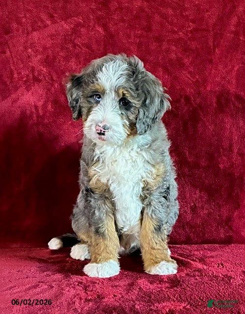 Mini Bernedoodle dogs for sale: Champ - Ad 4