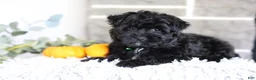 Yorkiepoo dogs for sale: Pixie - Ad 7