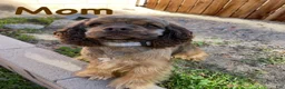 Cocker Spaniel dogs for sale: Steve - Ad 8