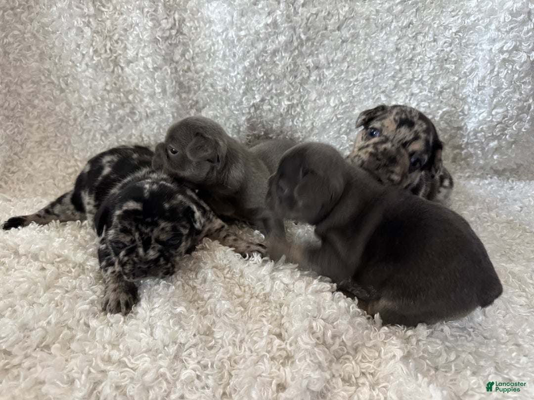 French Bulldog dogs for sale: Raven  - Ad 4