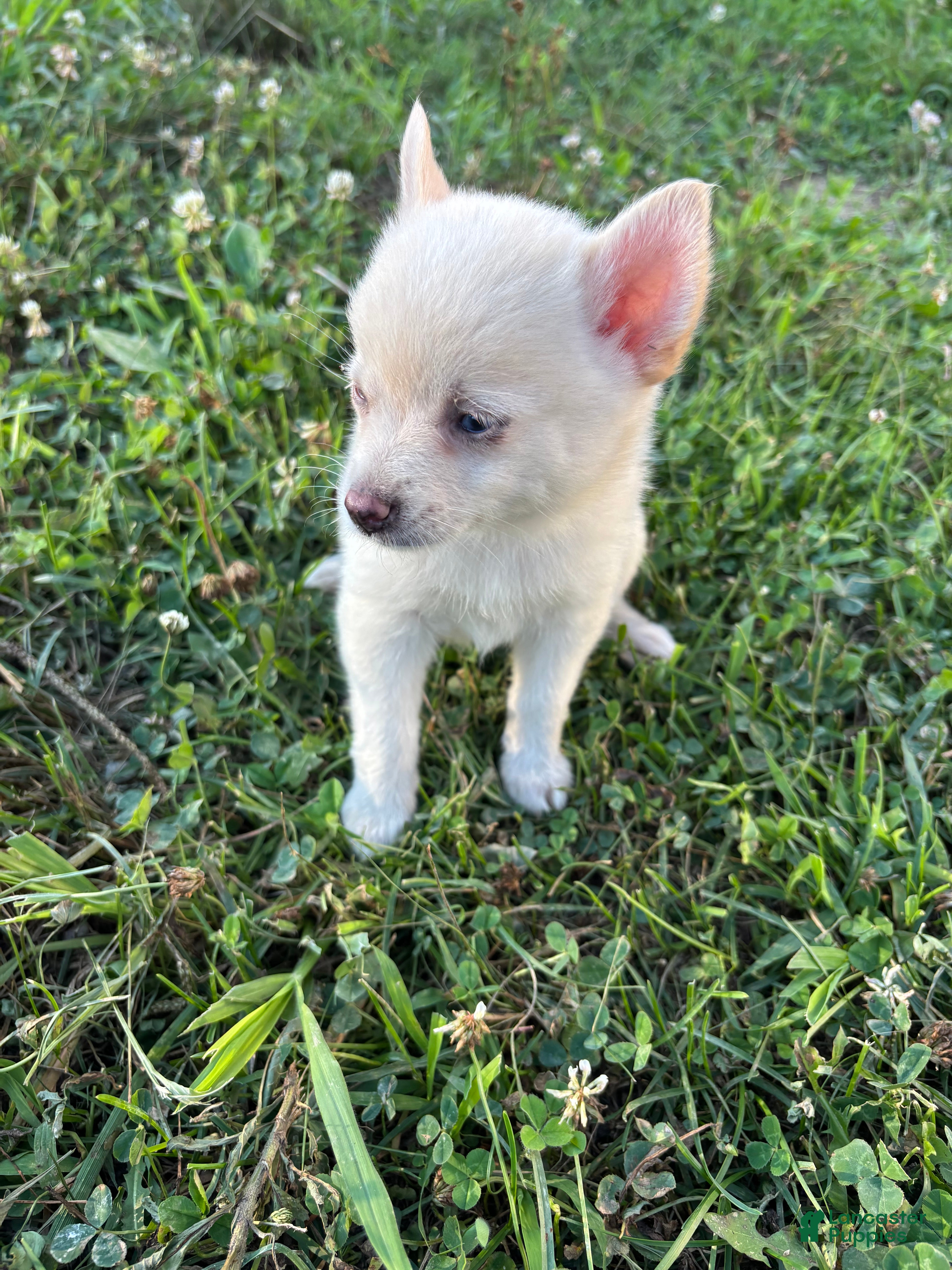 Pomsky dogs Daisy - Ad 1