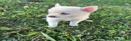 Pomsky dogs for sale: Daisy - Ad 1
