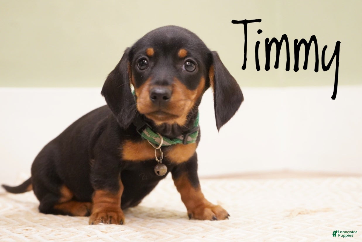 Miniature Dachshund dogs Timmy - Ad 1