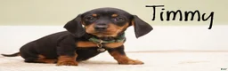 Miniature Dachshund dogs for sale: Timmy - Ad 1