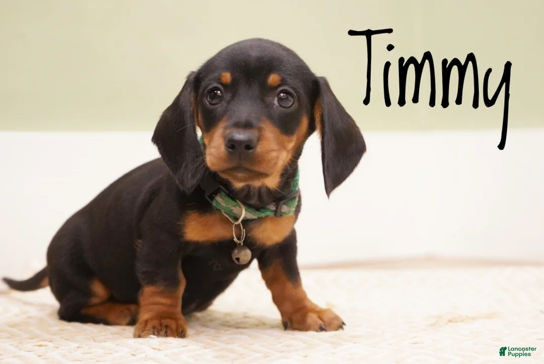 Miniature Dachshund dogs for sale: Timmy - Ad 1