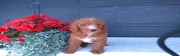 Goldendoodle dogs for sale: Buddy  - Ad 9