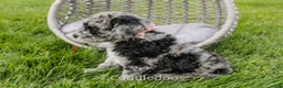 Mixed Breed dogs for sale: Atlas - Ad 2