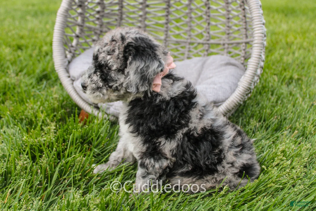 Mixed Breed dogs for sale: Atlas - Ad 2