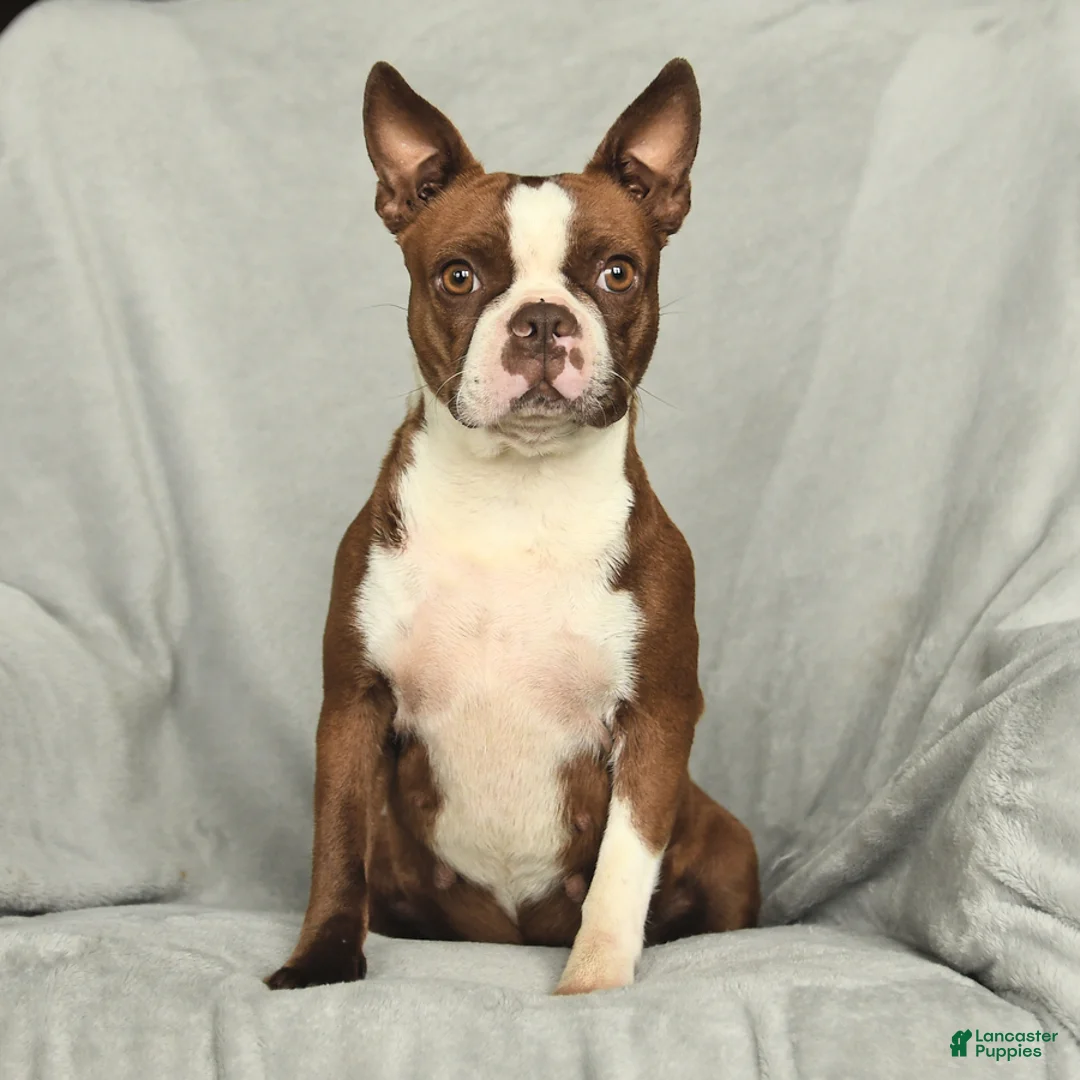 Boston Terrier dogs for sale: Duncan - Ad 6