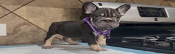 French Bulldog dogs for sale: Penny  - Ad 3