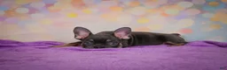 French Bulldog dogs for sale: Brutus - Ad 11