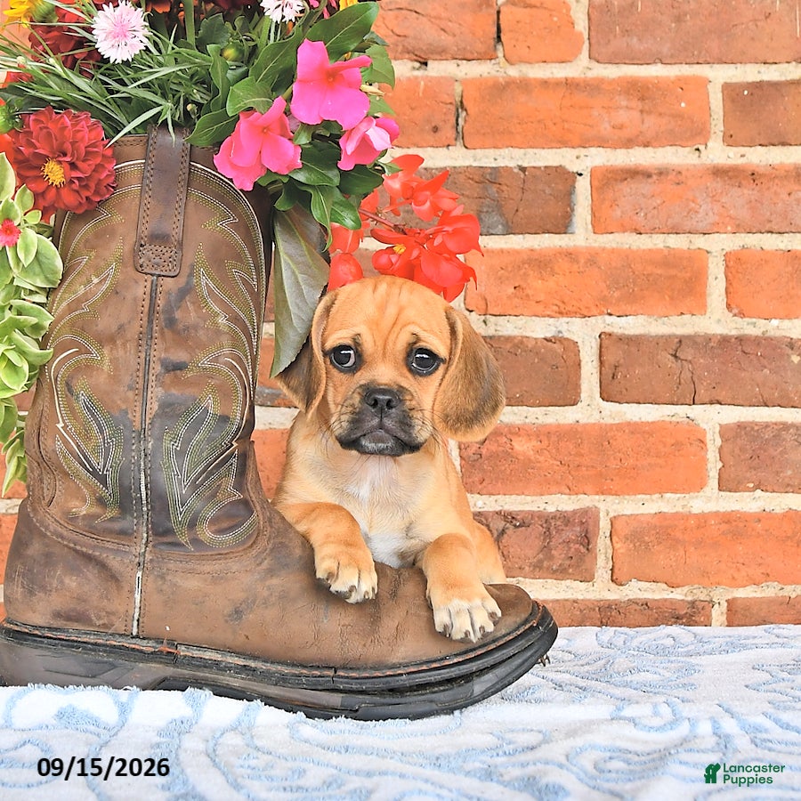 Puggle dogs Saloma - Ad 1