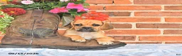 Puggle dogs for sale: Saloma - Ad 1