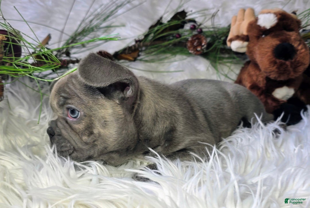 French Bulldog dogs for sale: Hunter - Ad 4