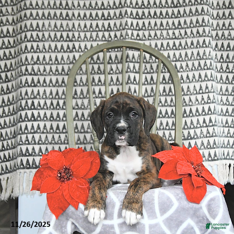 Boxer dogs Rudolph - Ad 3