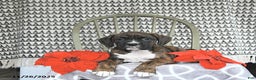 Boxer dogs for sale: Rudolph - Ad 1
