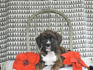 Boxer dogs Rudolph - Ad 9