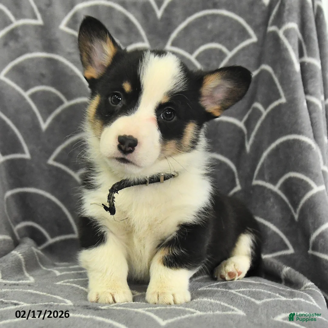 Welsh Corgi Pembroke dogs for sale: Kipling - Ad 2