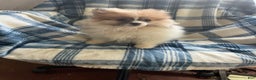 Pomeranian dogs for sale: Sweet Pea - Ad 5