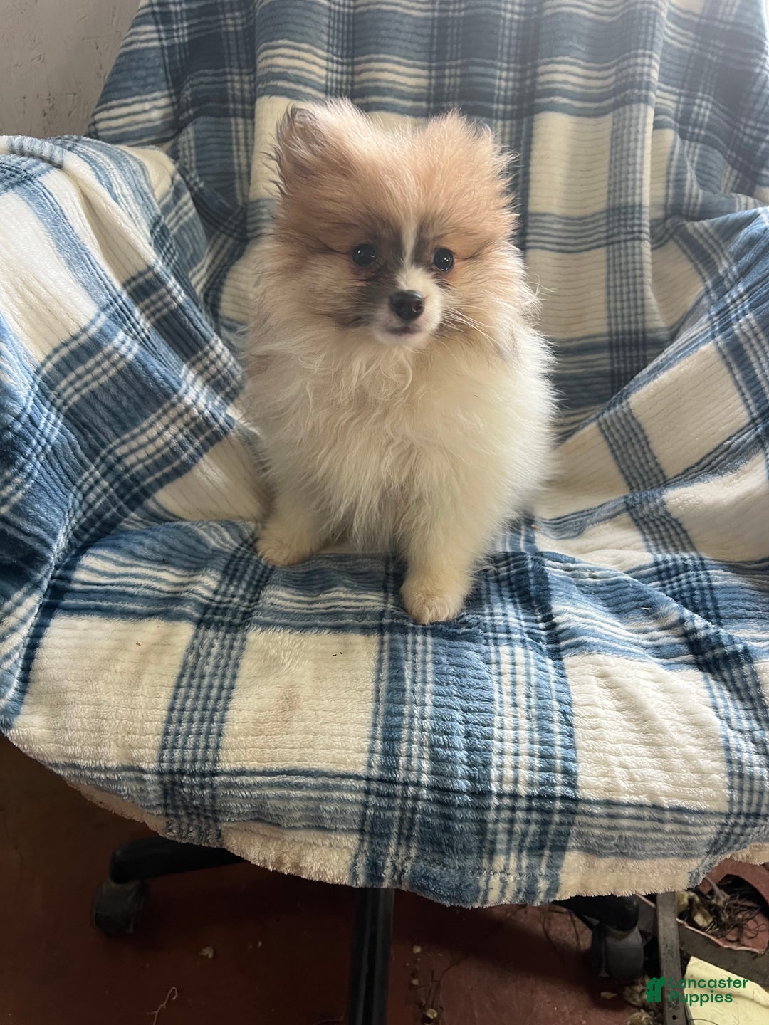 Pomeranian dogs for sale: Sweet Pea - Ad 5