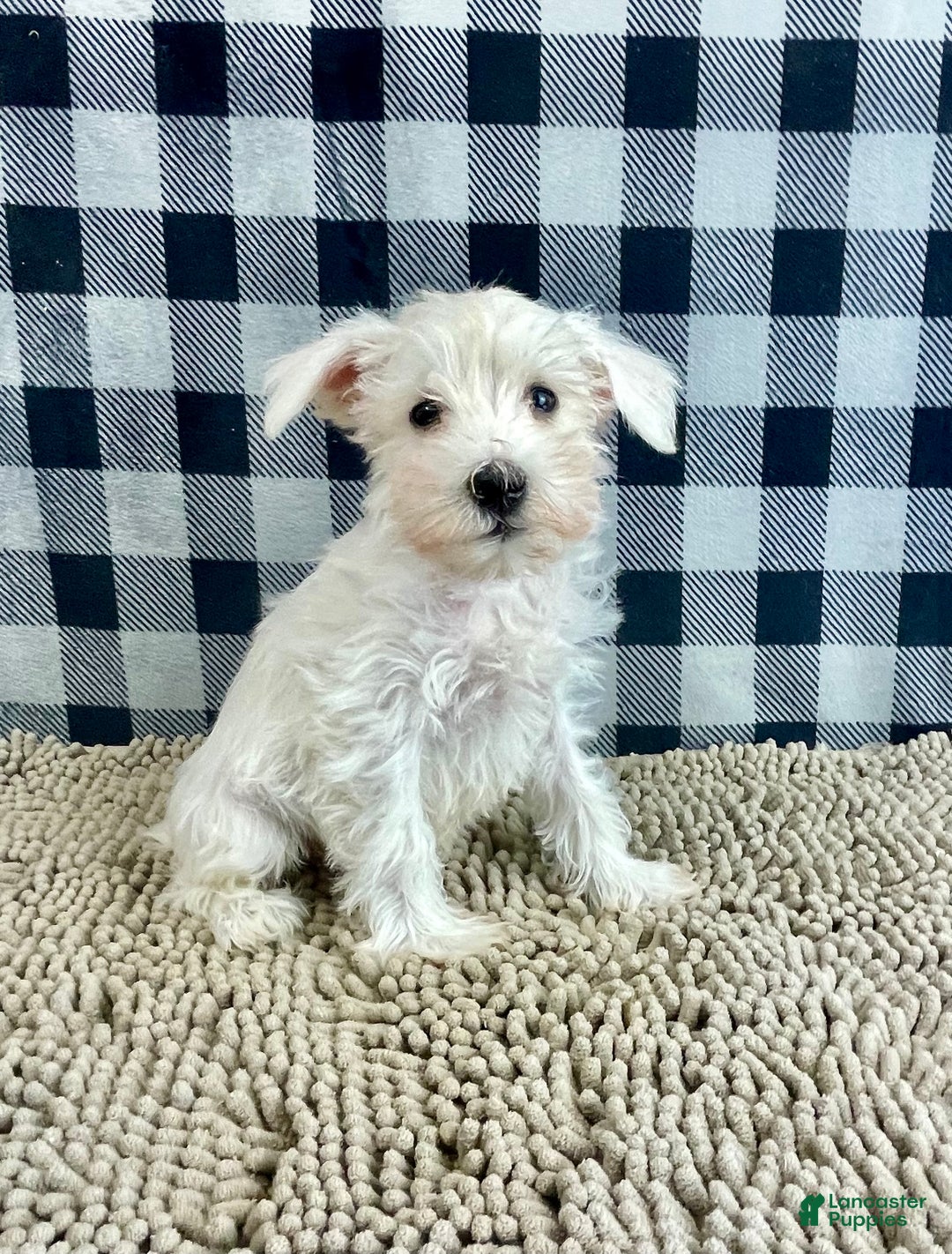 Miniature Schnauzer dogs for sale: Soloman - Ad 1