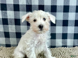 Miniature Schnauzer dogs Soloman - Ad 32